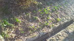 DCF00861.jpg