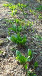 DCF00862.jpg