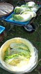 DCF00990.jpg