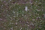 DSC00306.jpg
