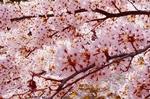 桜.jpg