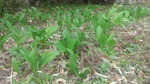 DCF00155.jpg