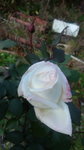 DCF00632.jpg
