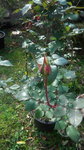 DCF00634.jpg