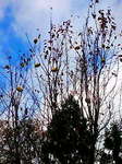 20071118100846.jpg
